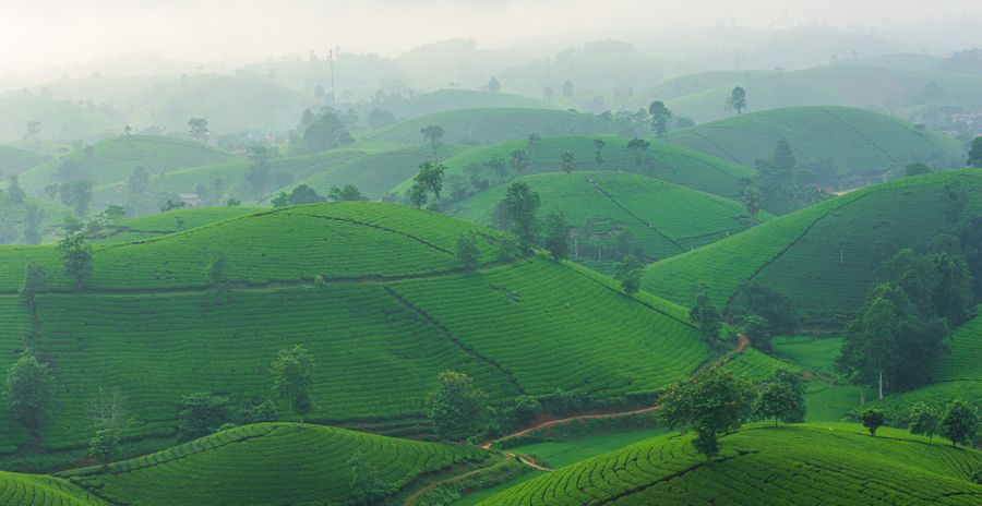Misty ridge above the Munnar tea estates