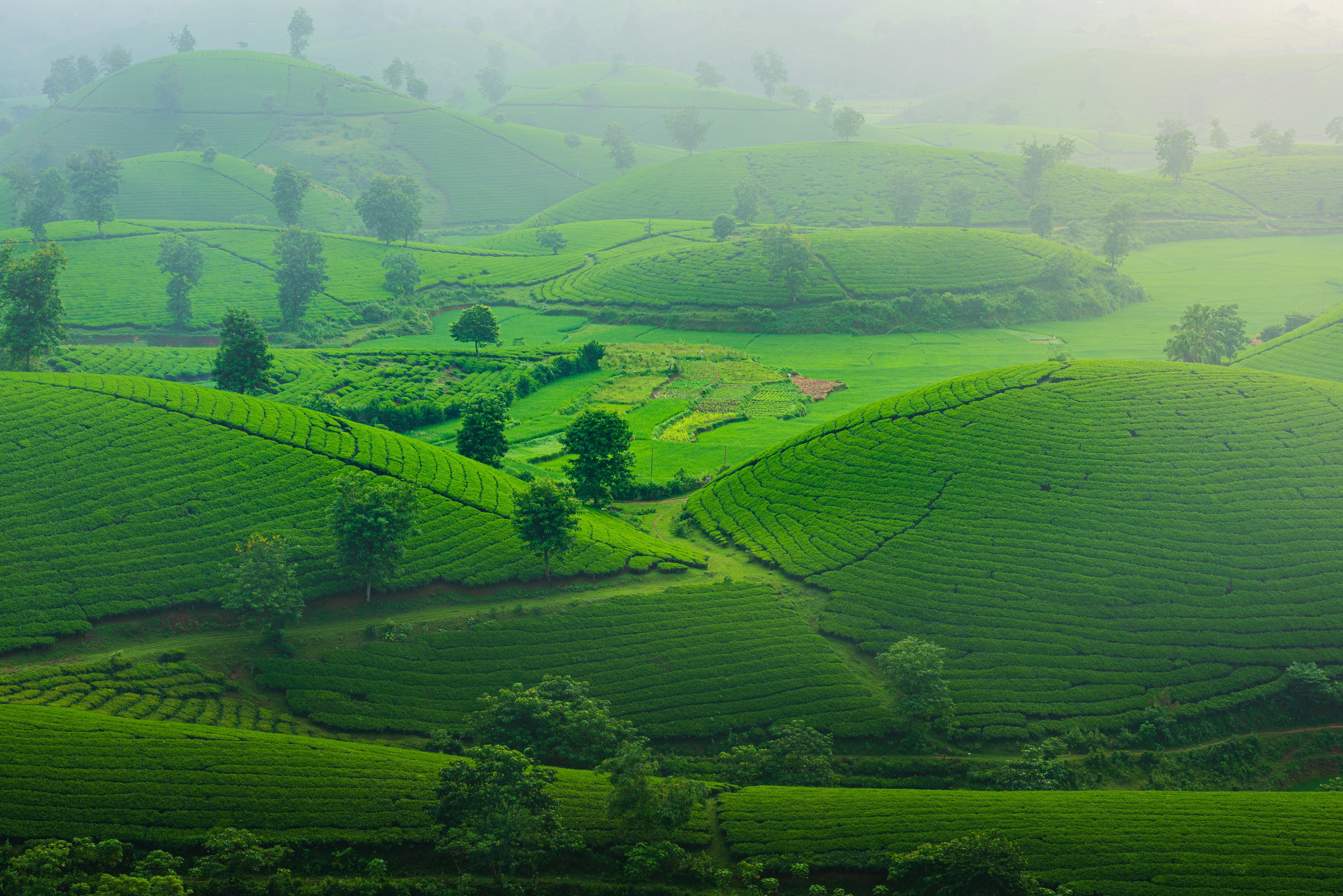 Budget Munnar + Wayanad Honeymoon Munnar Honeymoon Package Holiday Vibez