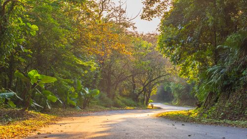 Free Serene forest road captured in golden hour, showcasing vibrant greenery and tranquility. Stock Photo