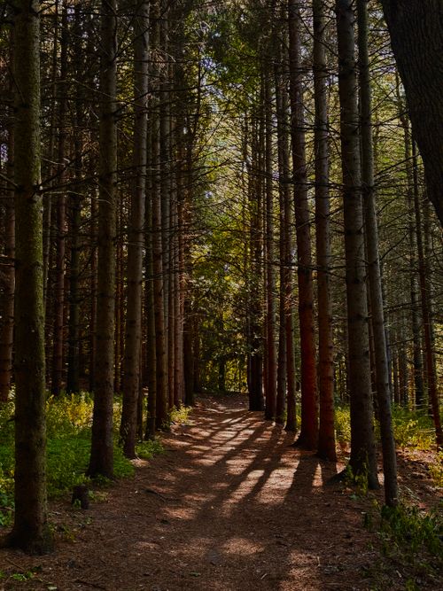 Free Discover a peaceful forest path surrounded by towering trees and sunlight filtering through the canopy. Stock Photo