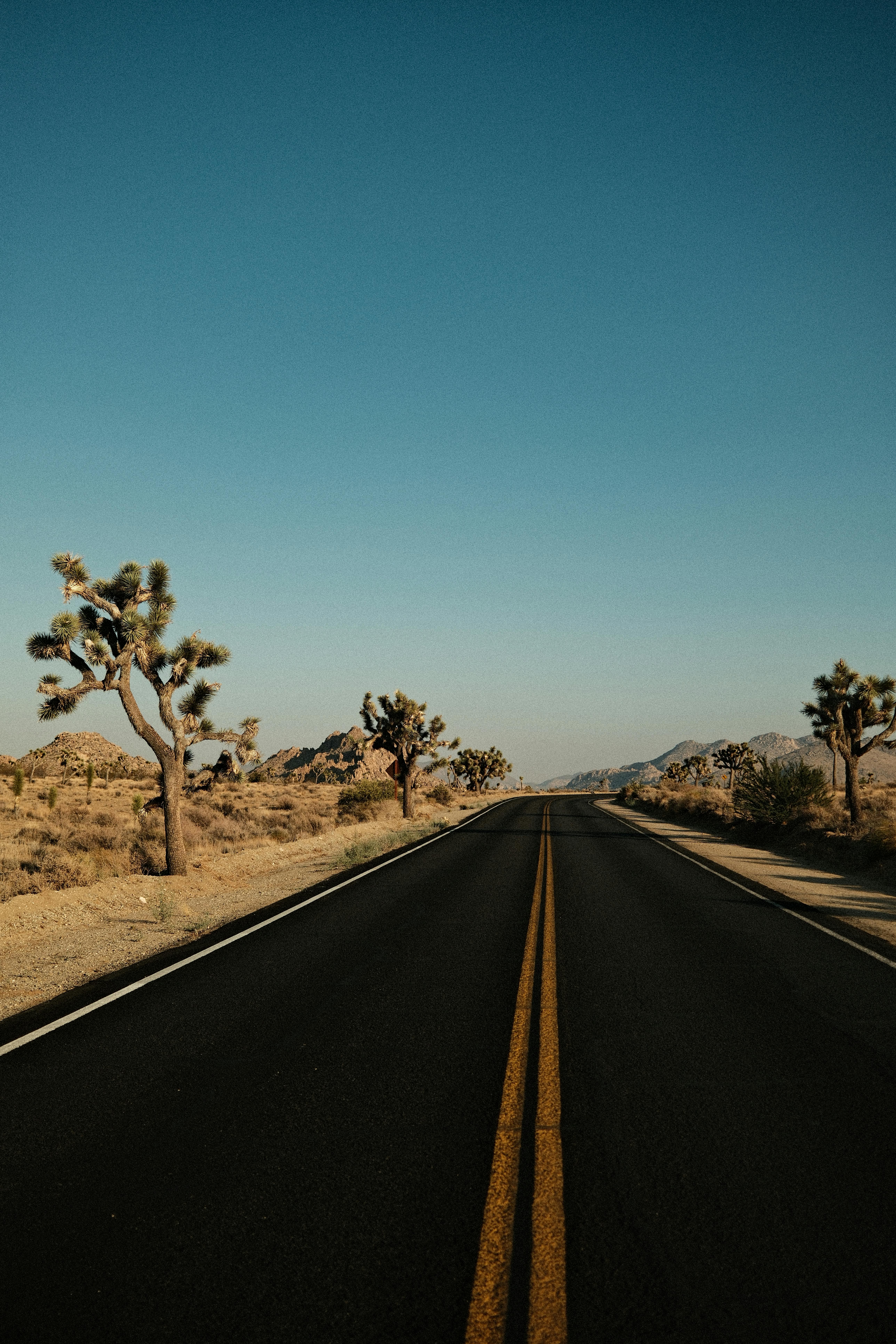 A deserted highway through Joshua Tree National Park with iconic trees and clear skies, ideal for road trips.