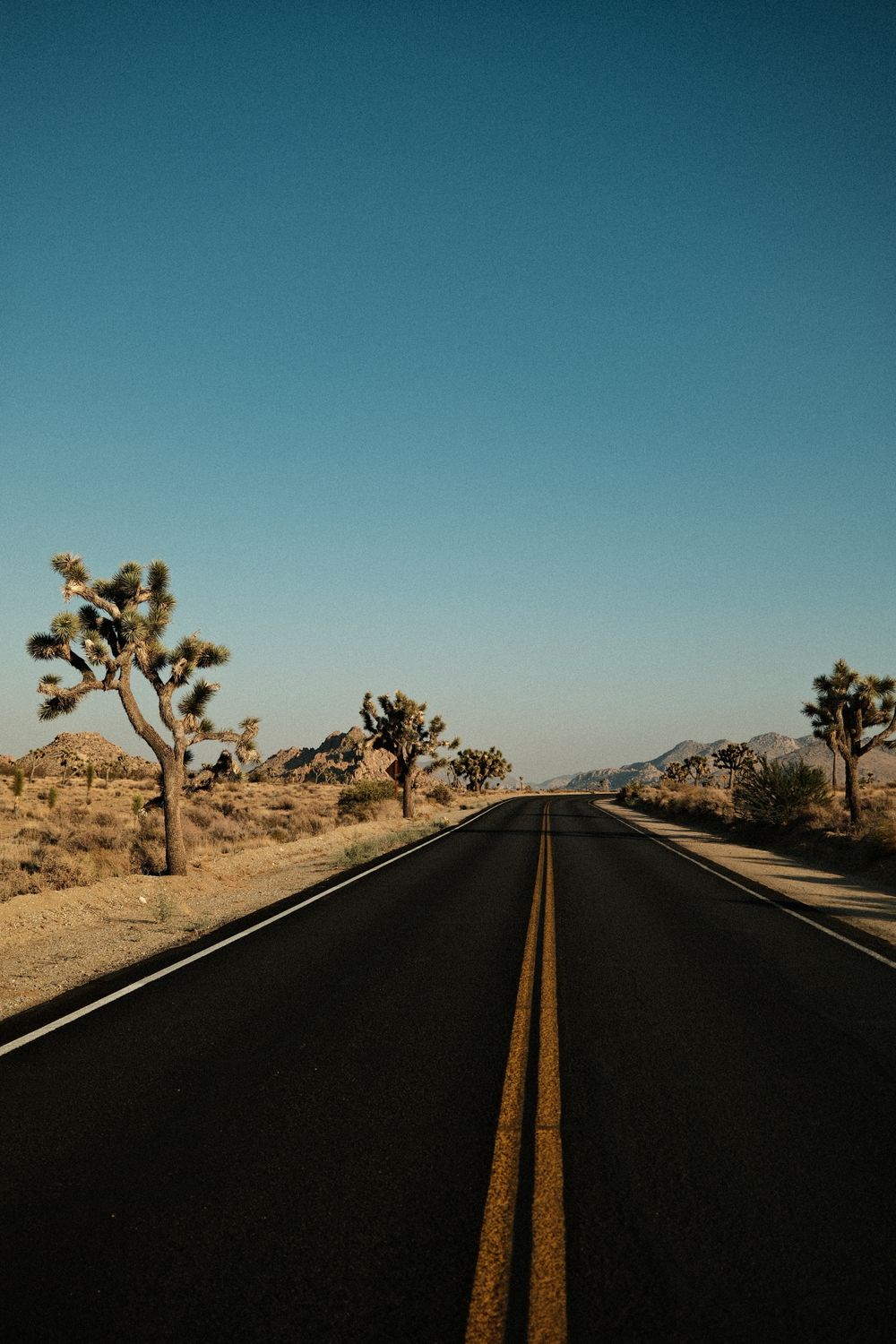 A deserted highway through Joshua Tree National Park with iconic trees and clear skies.
