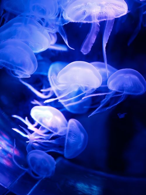 Free A mesmerizing display of jellyfish floating with soft blue illumination. Stock Photo