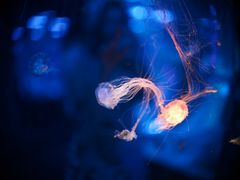 Fusilier Reef