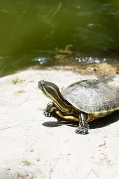 turtle photo