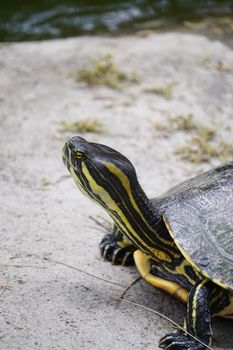 turtle photo