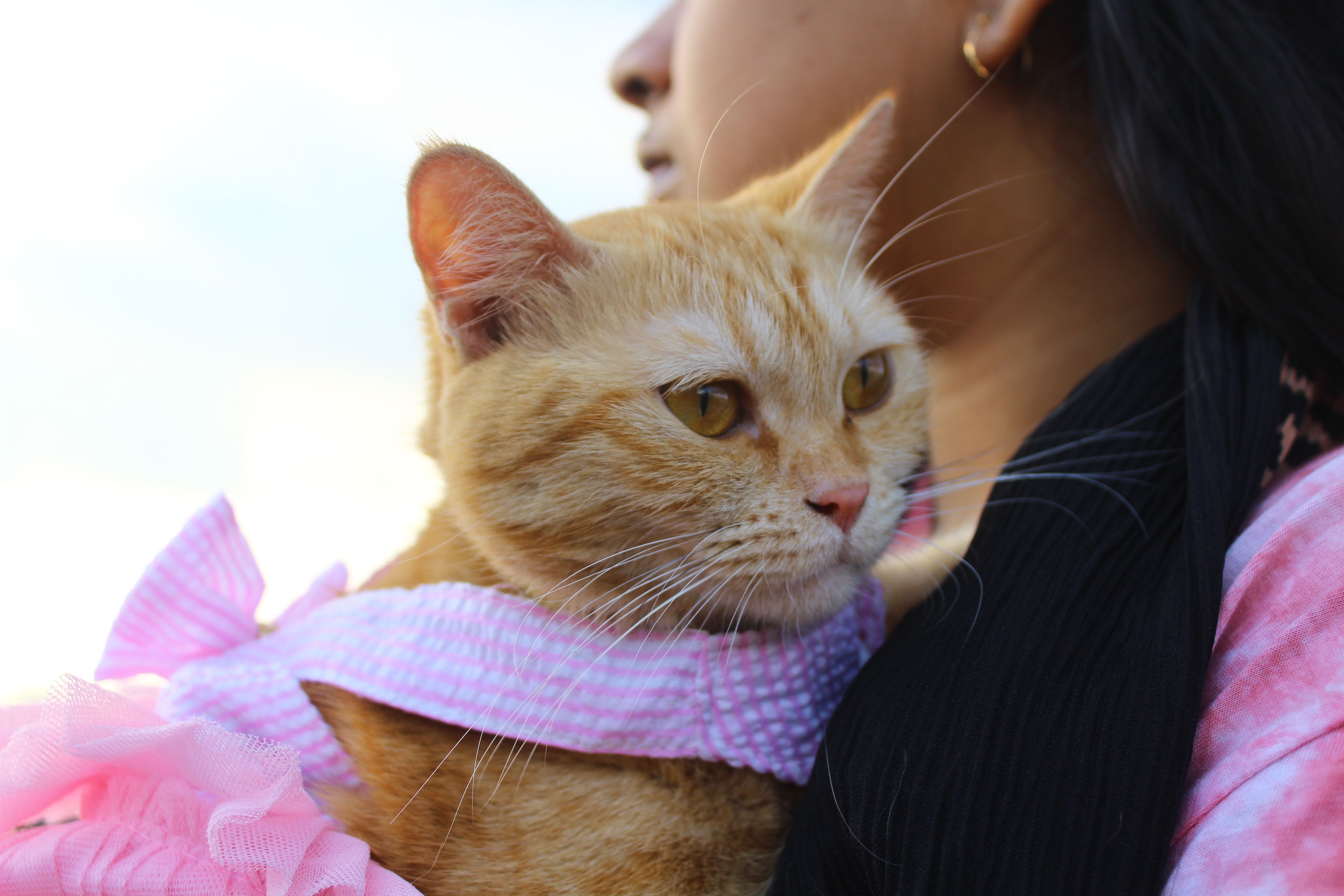pet care pet safety — Photo by Mr Catographer on Pexels