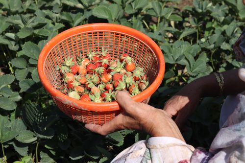 Free Close-up of freshly picked strawberries held in a basket during harvest season. Stock Photo