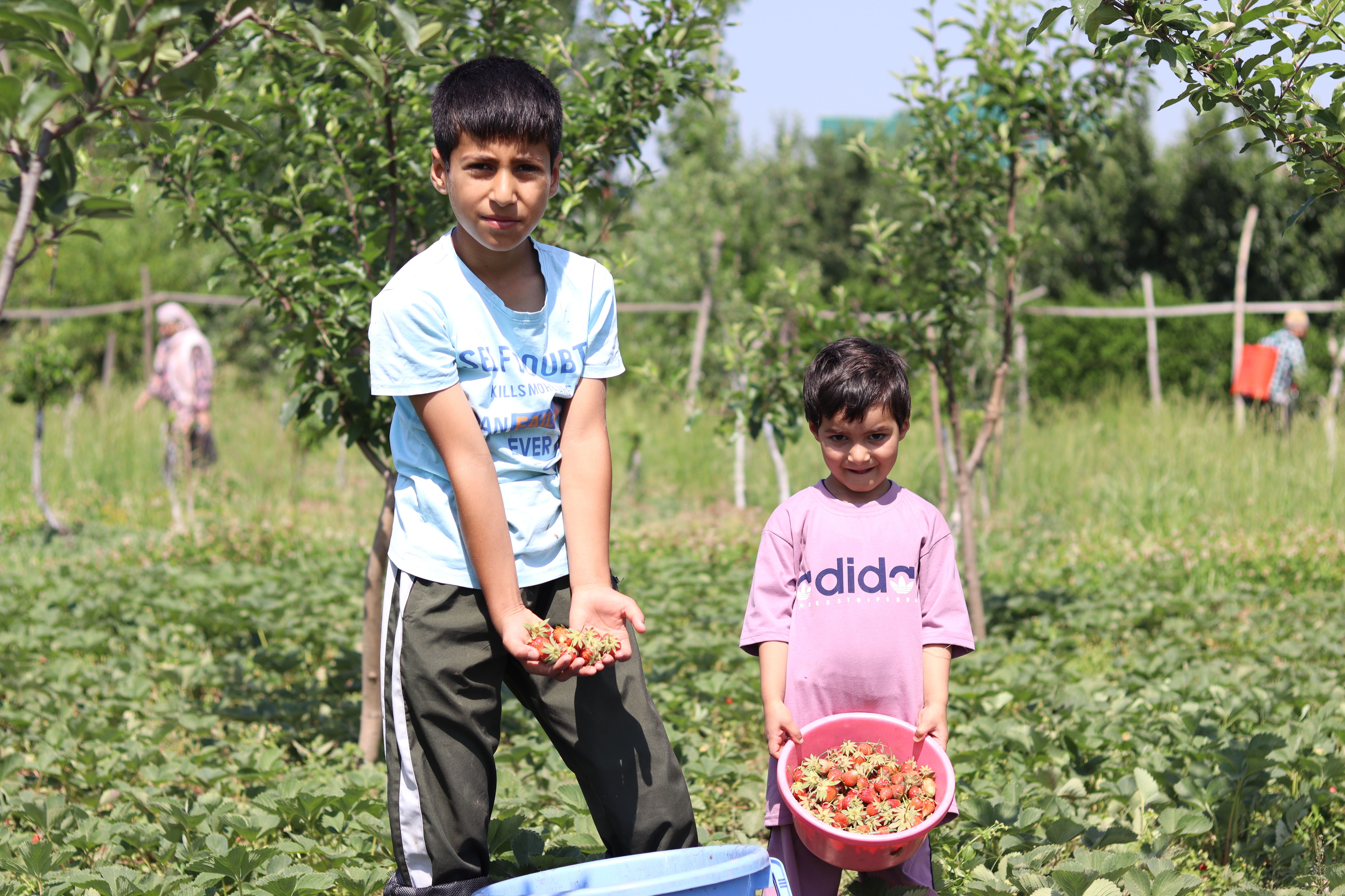 Two children collecting fresh strawberries in a sunlit farm garden.