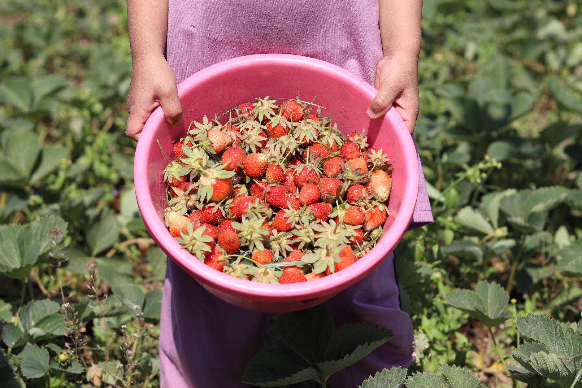 A child holding a pink bucket filled with fresh strawberries in a sunlit field.