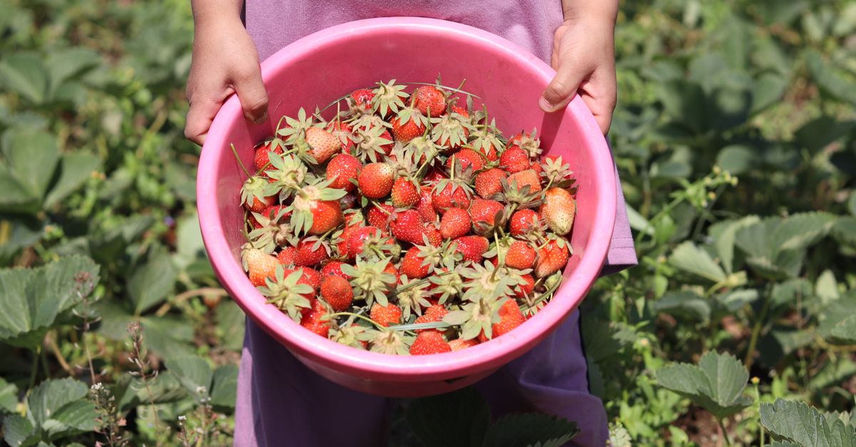 Maan Farms