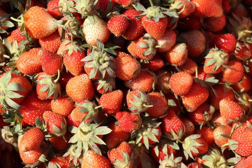 Free Pile of ripe, vibrant strawberries glistening in natural sunlight, evoking freshness. Stock Photo