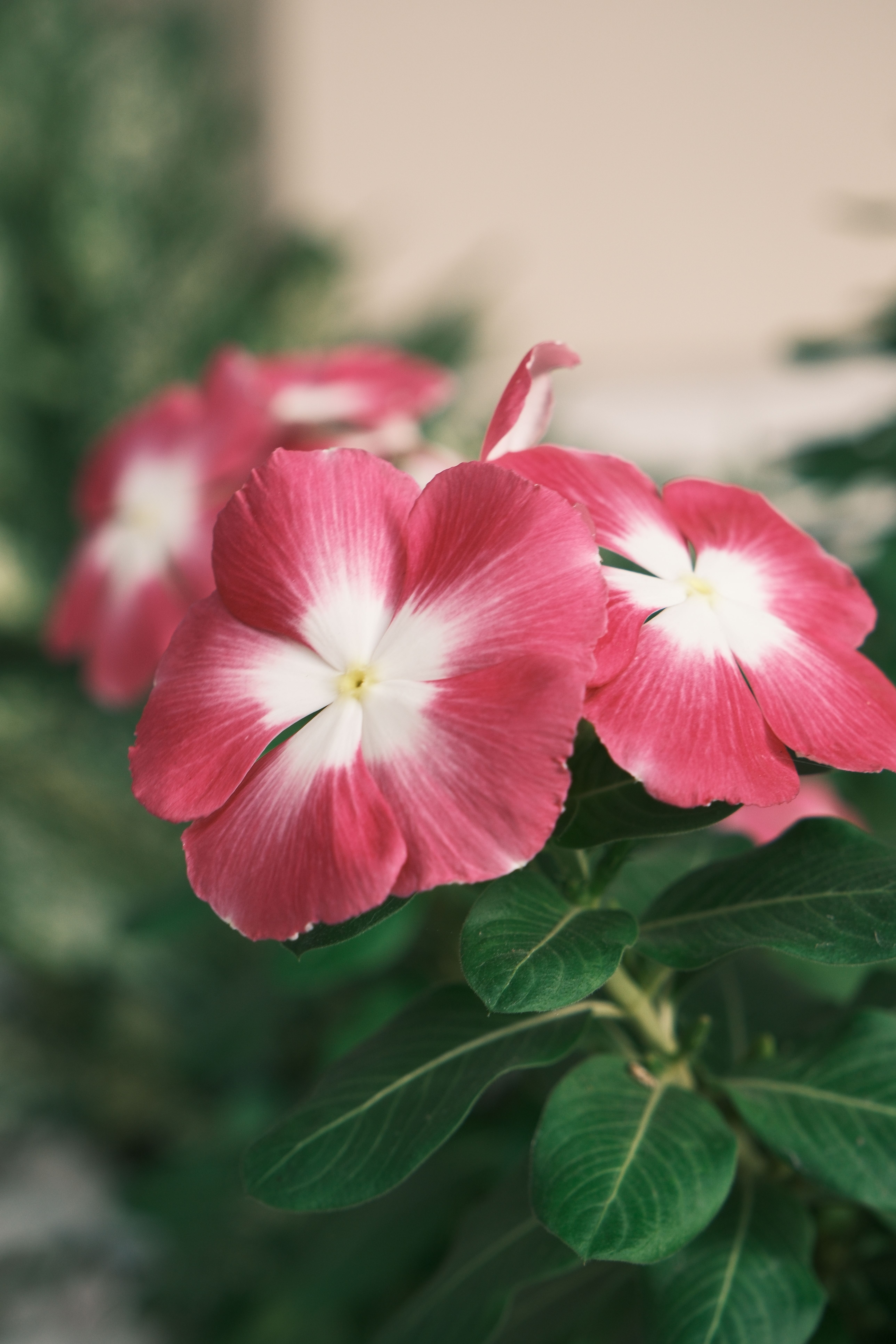 [ColoSach]-close-up-of-pink-vinca-flowers-with-lush-green-leaves,-perfect-for-nature-photography.