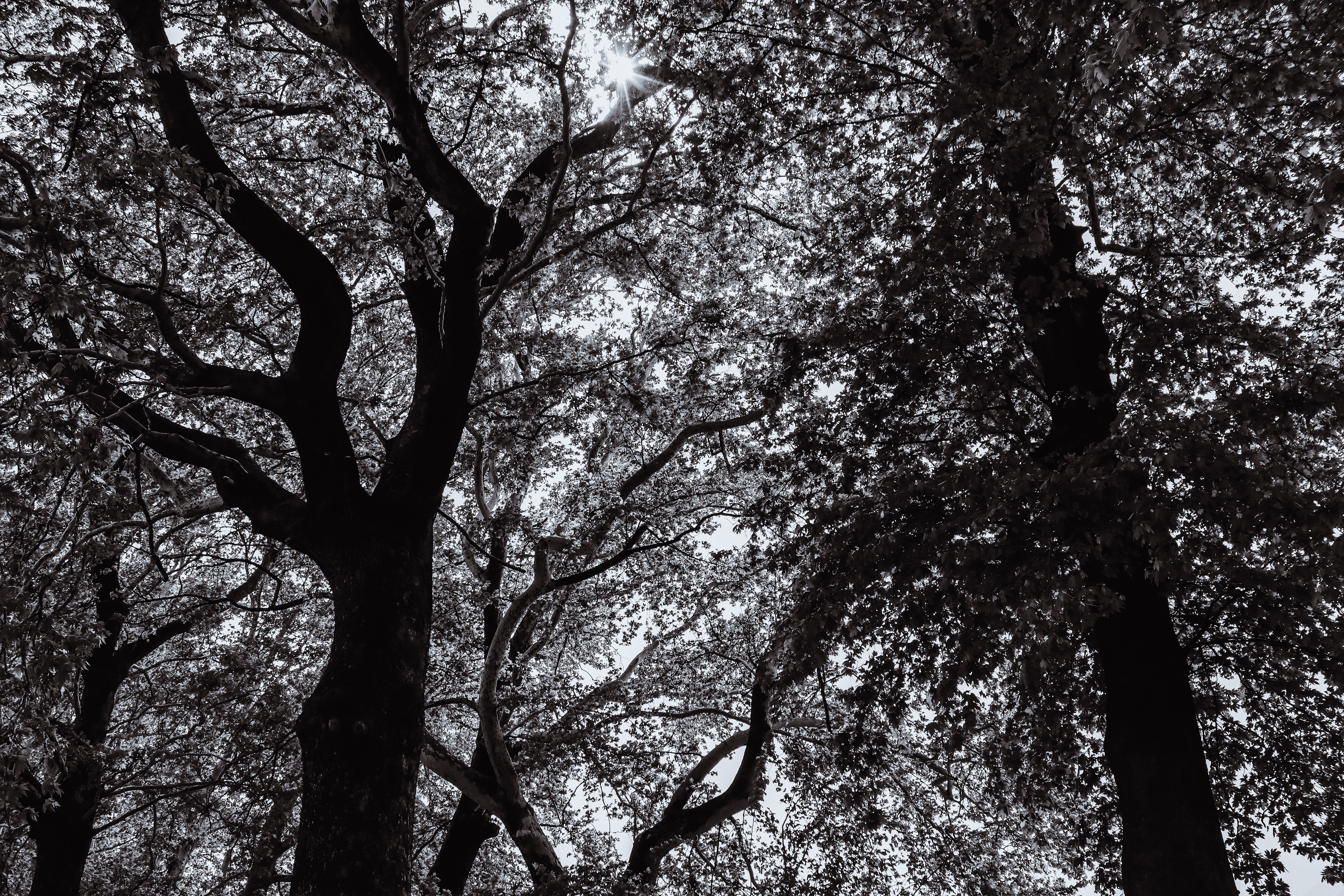 forest canopy sunlight filtering