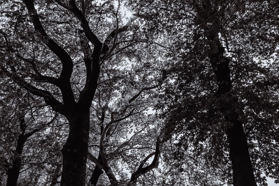 forest canopy sunlight filtering