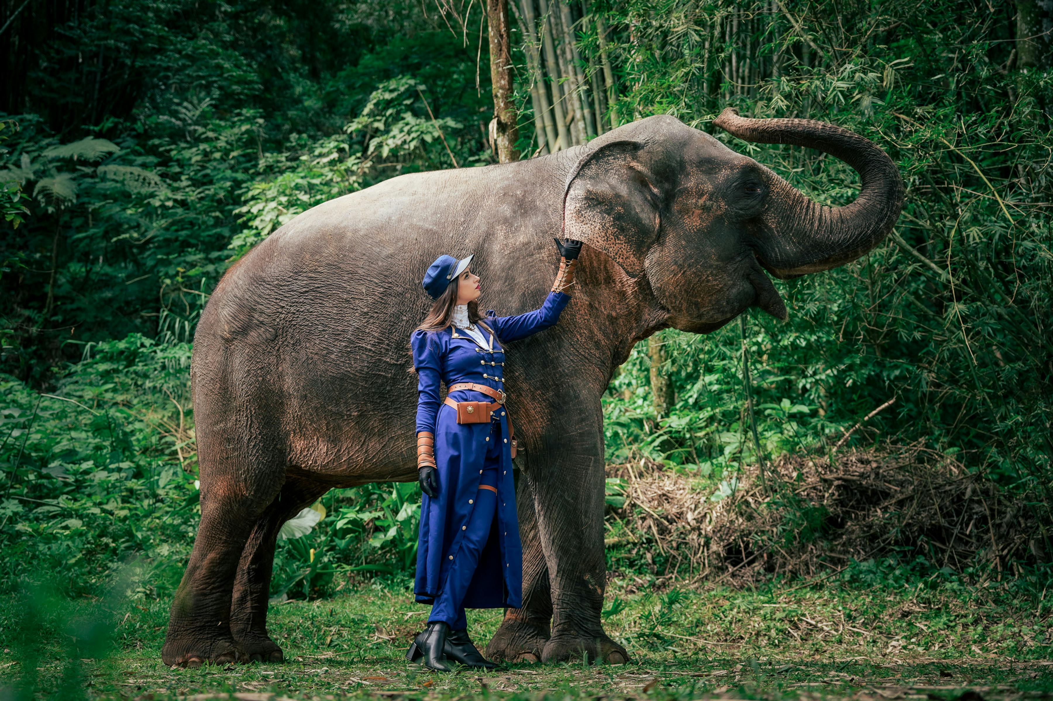 a Beautiful Woman Is Taking Care of an Elephant