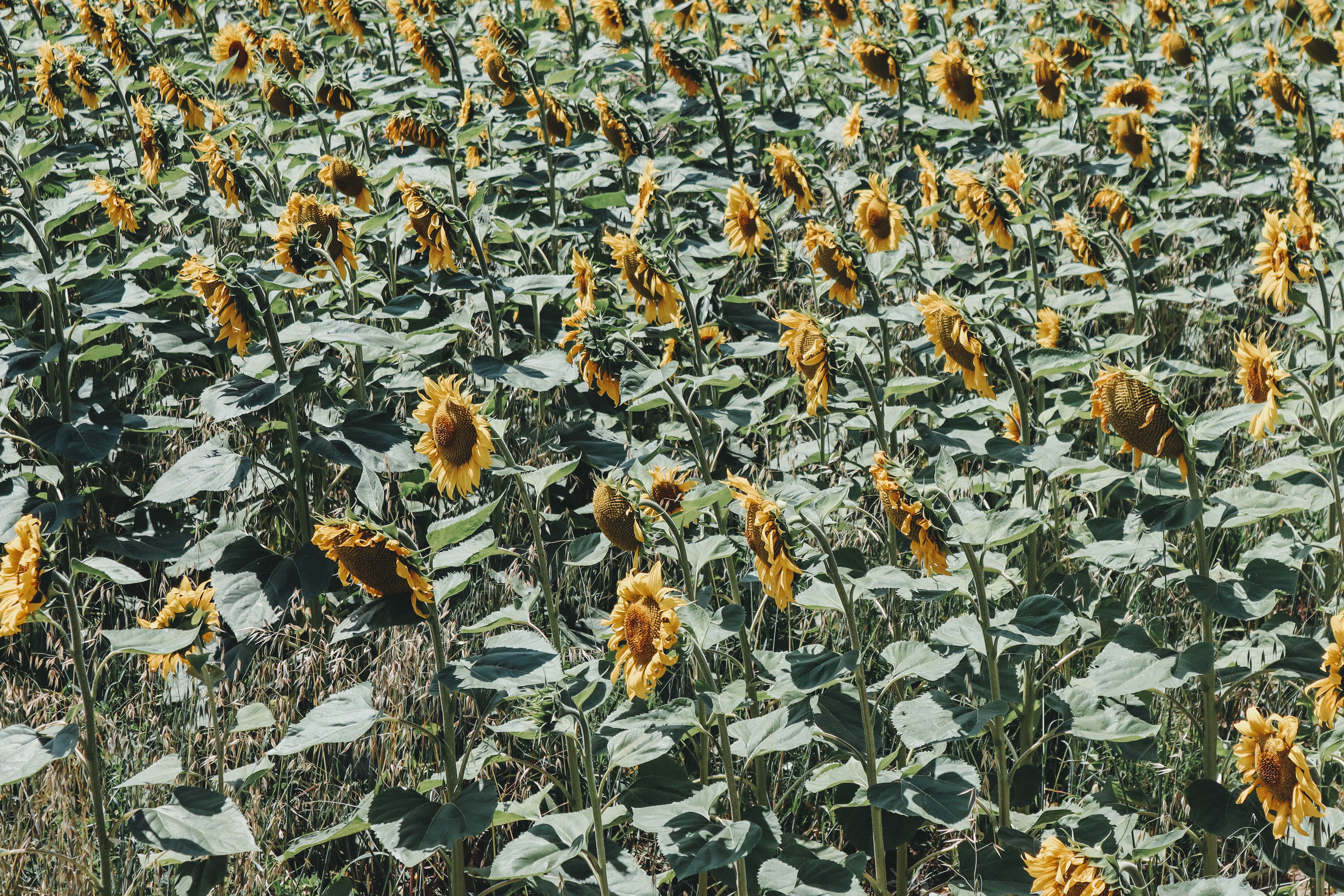 Onconventioneel zonnebloemenpatroon bij zonsondergang.