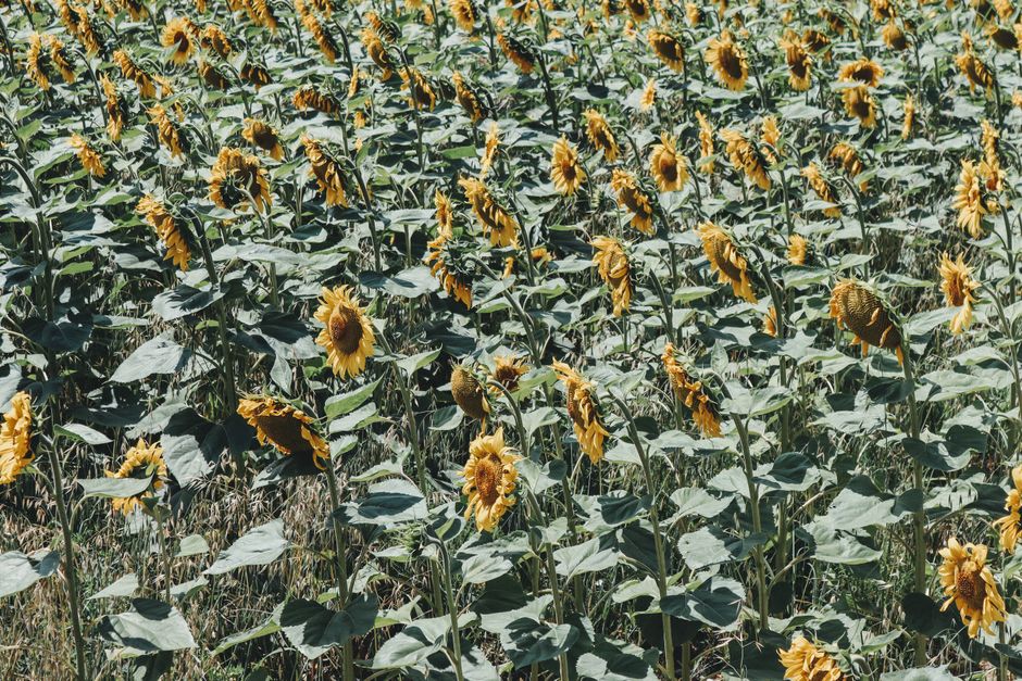 Onconventioneel zonnebloemenpatroon bij zonsondergang. Onconventioneel zonnebloemenpatroon bij zonsondergang.