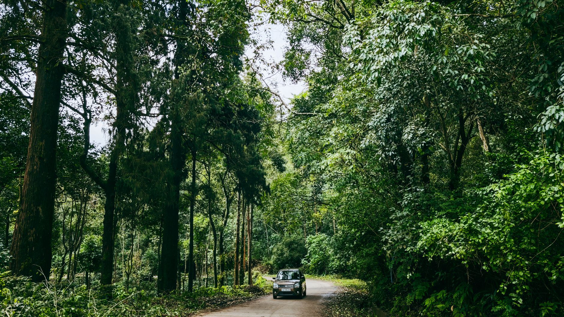An SUV drives through a lush green forest on a scenic road, ideal for nature travel and exploration.