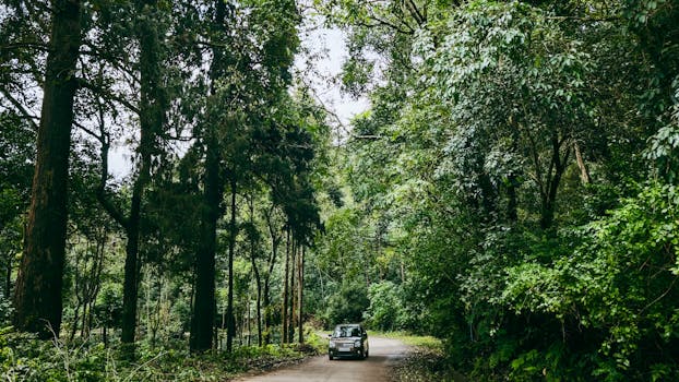 An SUV drives through a lush green forest on a scenic road, ideal for nature travel and exploration.