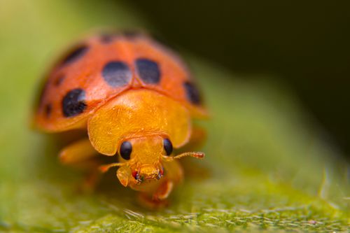 Free Close-up of an Asian lady beetle (Harmonia axyridis) on a green leaf. Captured in Indonesia. Stock Photo
