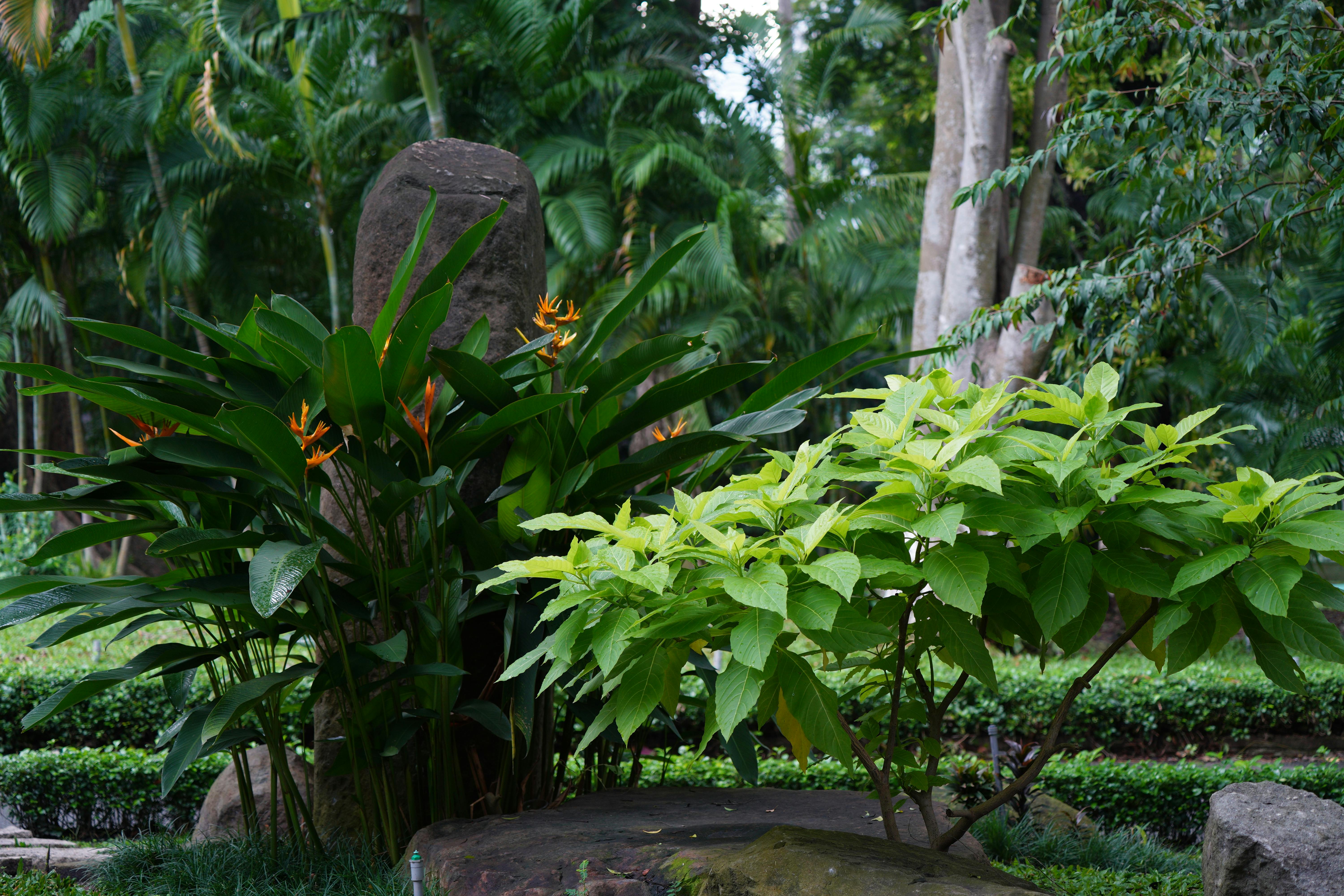 Millipedes gathered near a damp foundation