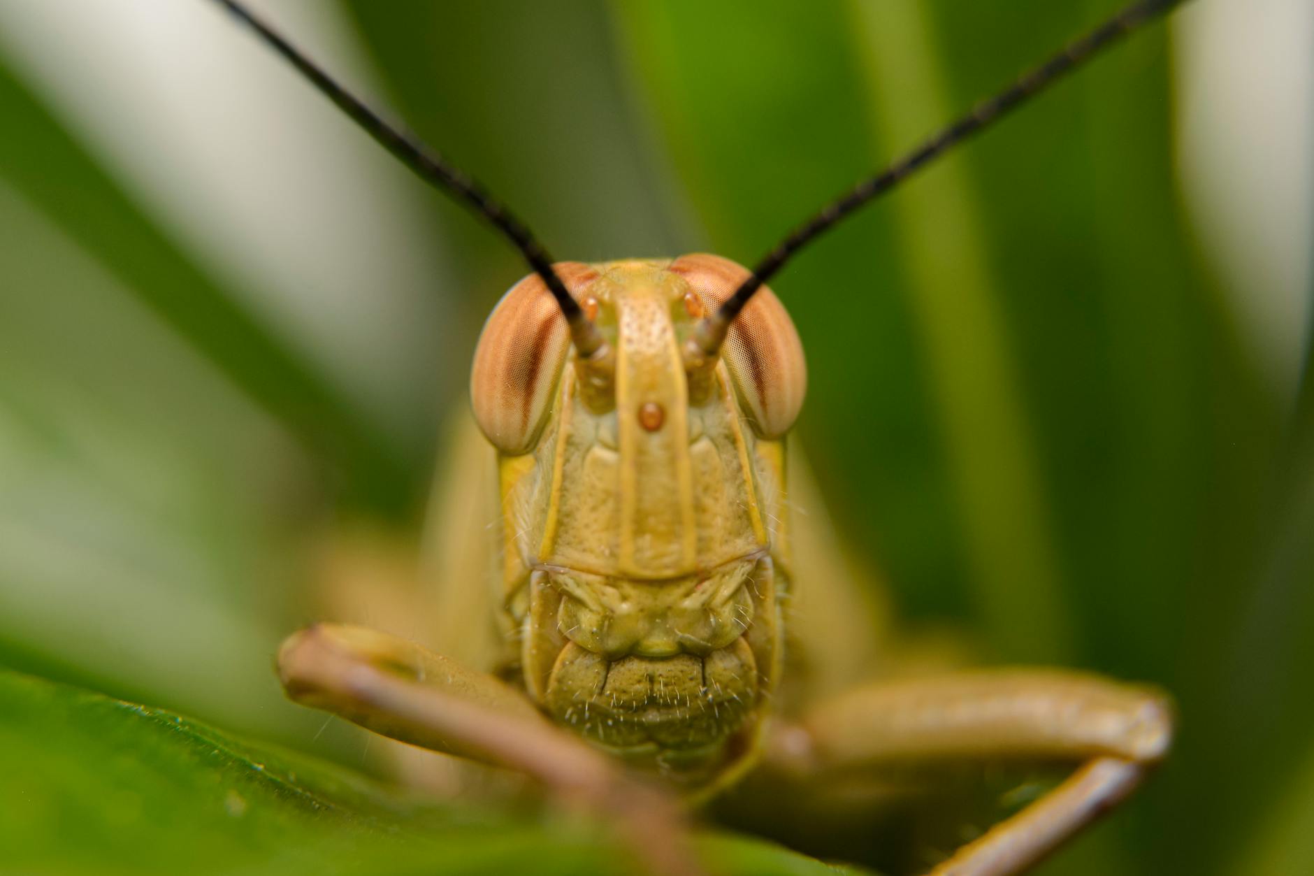 Grasshopper