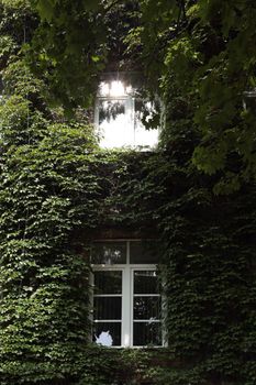 Sunlit window on ivy-covered building, creating a serene natural ambiance.
