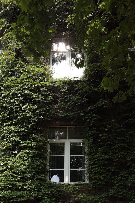 Sunlit window on ivy-covered building, creating a serene natural ambiance.