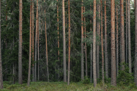 Explore the tranquility of a dense boreal forest with towering evergreen trees.