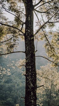 Tranquil tree and forest landscape captured in West Java, Indonesia during daytime.