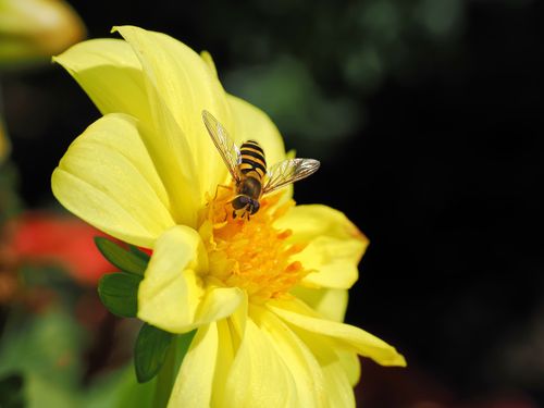 Free Close-up of a hoverfly pollinating a vibrant yellow flower outdoors in daylight. Stock Photo