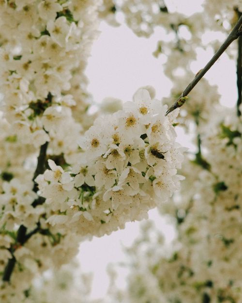 Free Close-up of blooming cherry blossoms, showcasing the delicate whites and greens of springtime. Stock Photo