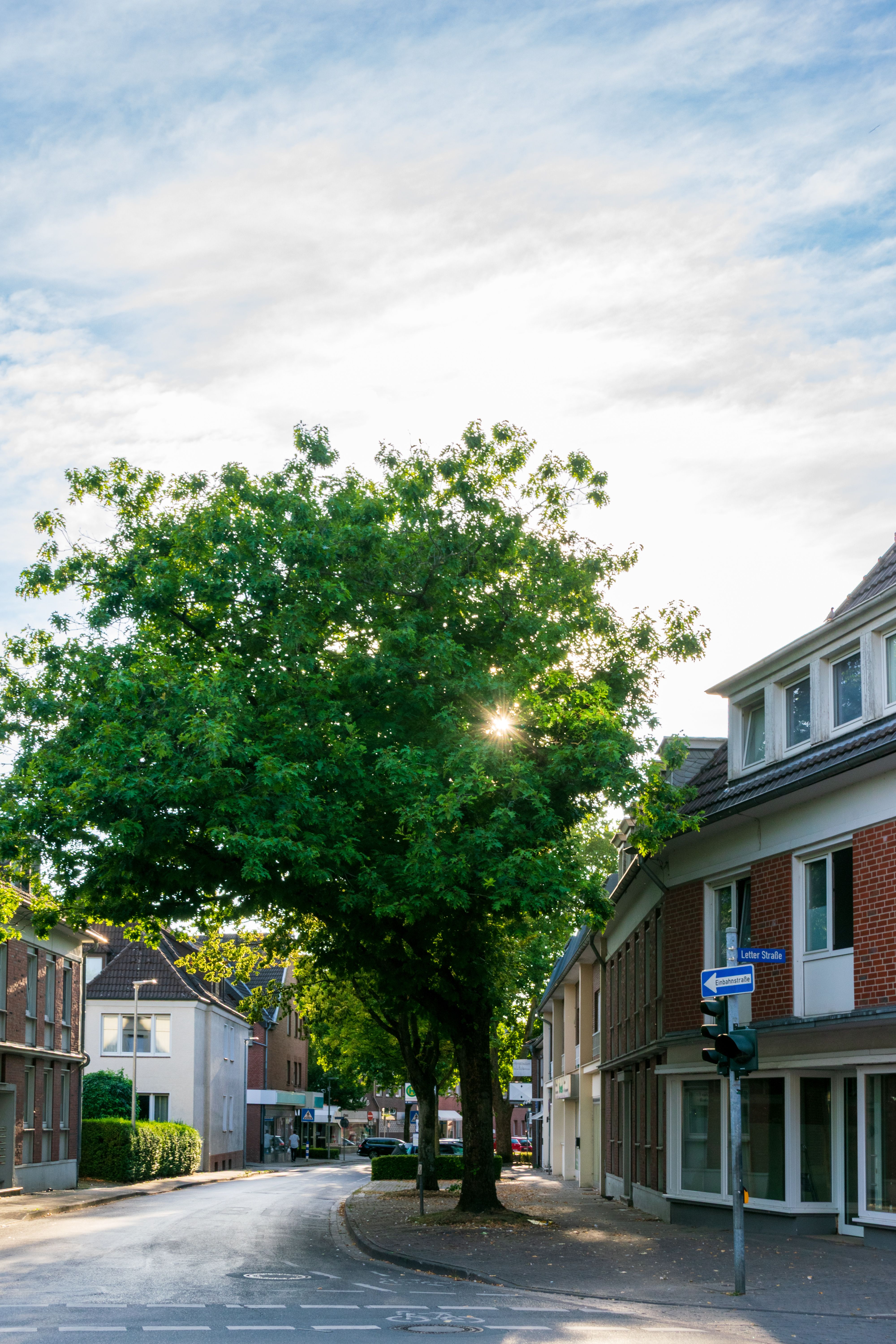Sunny Urban Street with a Large Tree · Free Stock Photo