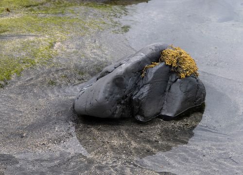Free A close-up of seaweed-covered rock on a sandy Scottish beach, showcasing nature's beauty. Stock Photo