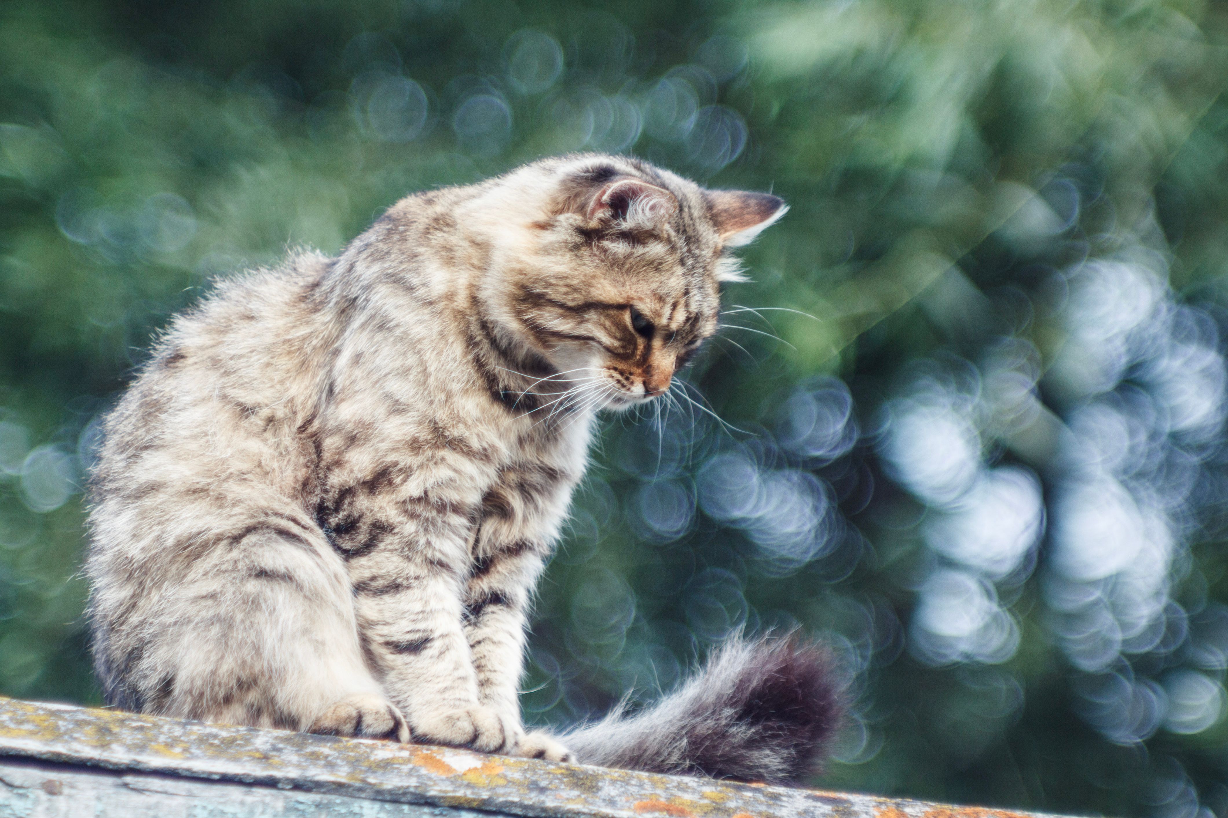 A peaceful tabby cat sits on a roof amidst a blurred leafy background, evoking serenity.