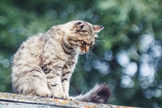 A peaceful tabby cat sits on a roof amidst a blurred leafy background, evoking serenity.