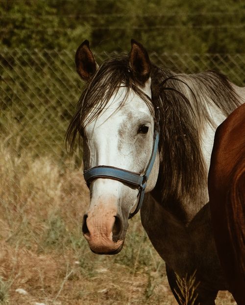 Free Close-up of a white horse with a blue halter in a green field on a sunny day. Stock Photo