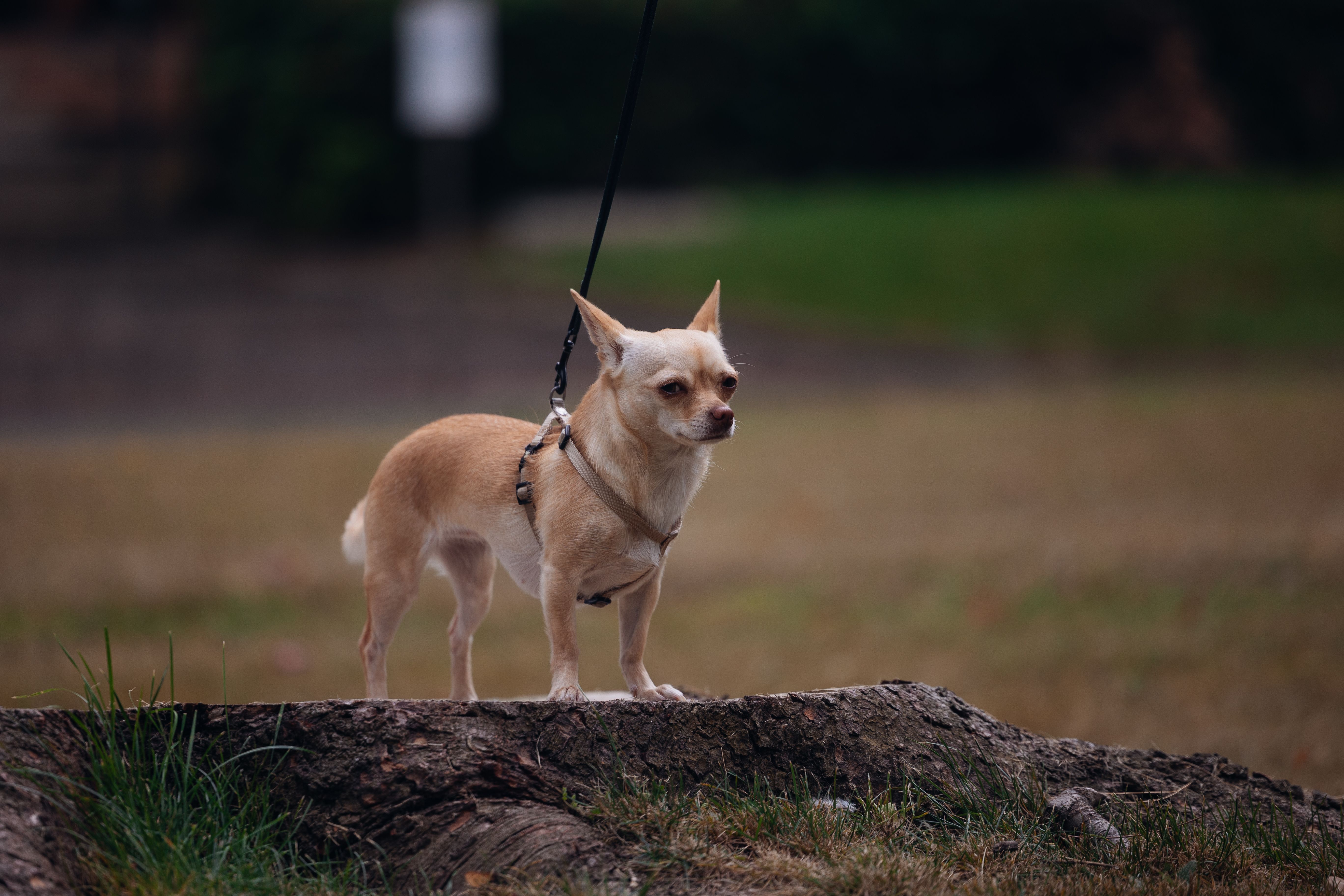 A dog showing alert, conflicted body language on a walk