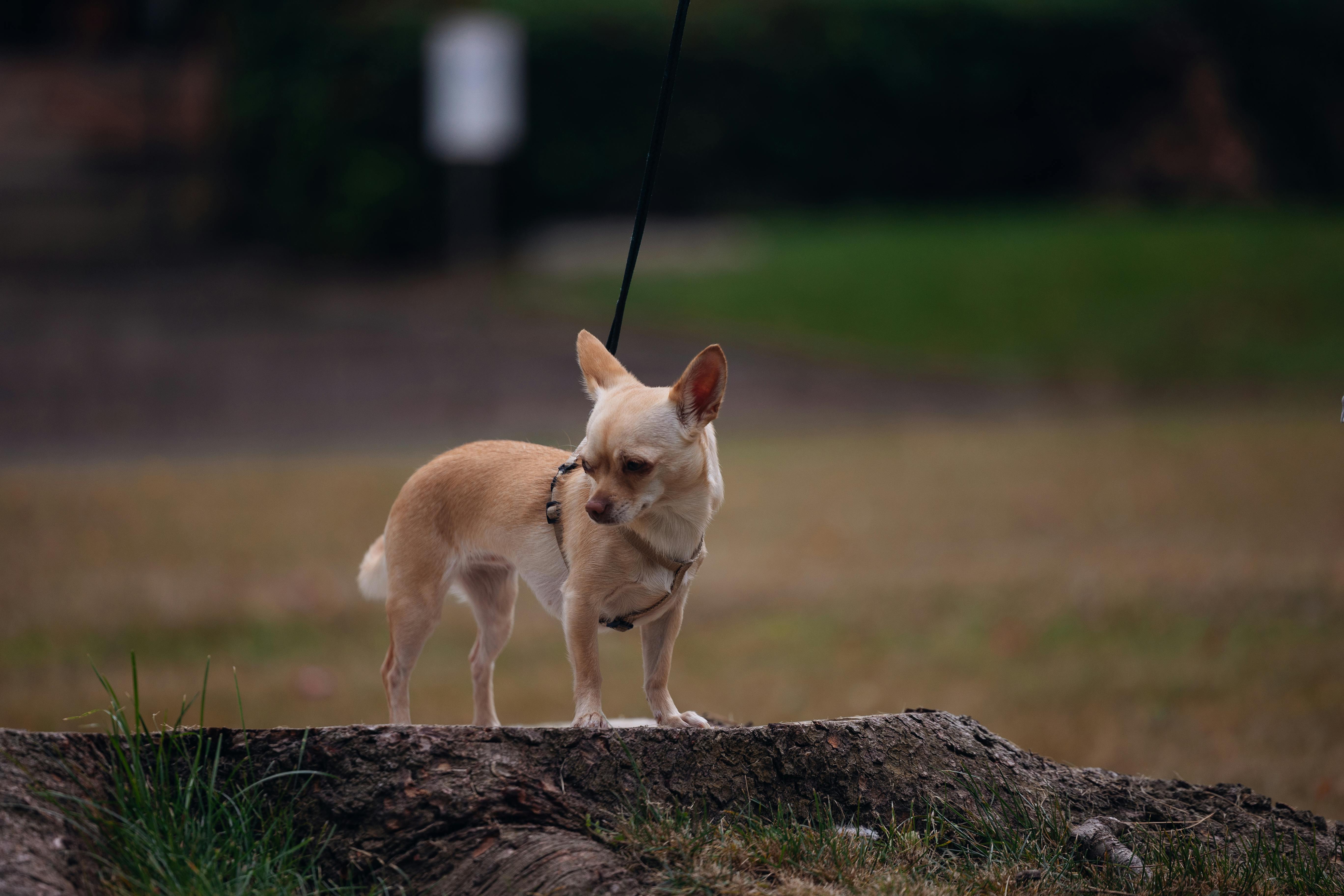 A small Chihuahua dog is standing outdoors on a tree stump, looking sideways.