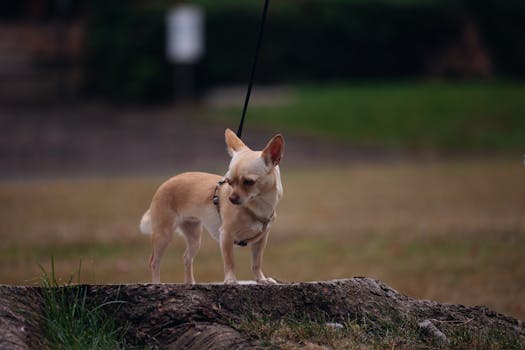 A small Chihuahua dog is standing outdoors on a tree stump, looking sideways.