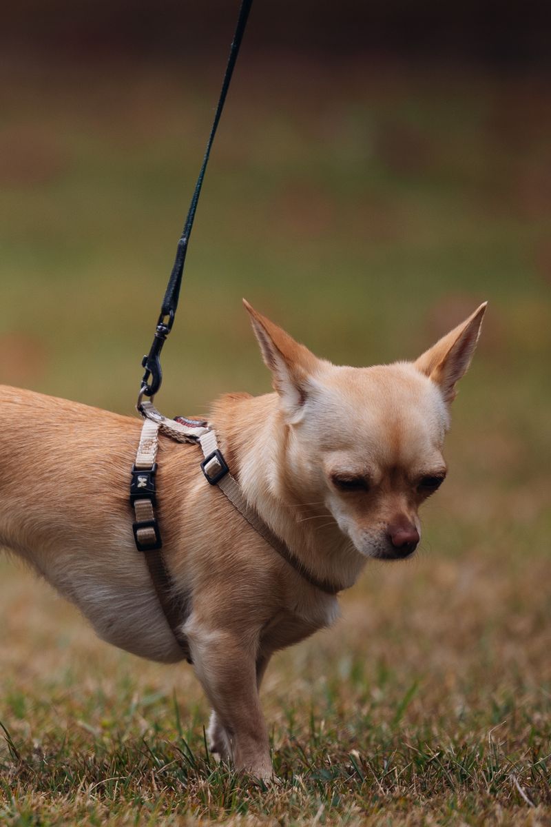 Dışarıda tasmasıyla yürüyen küçük bir chihuahua