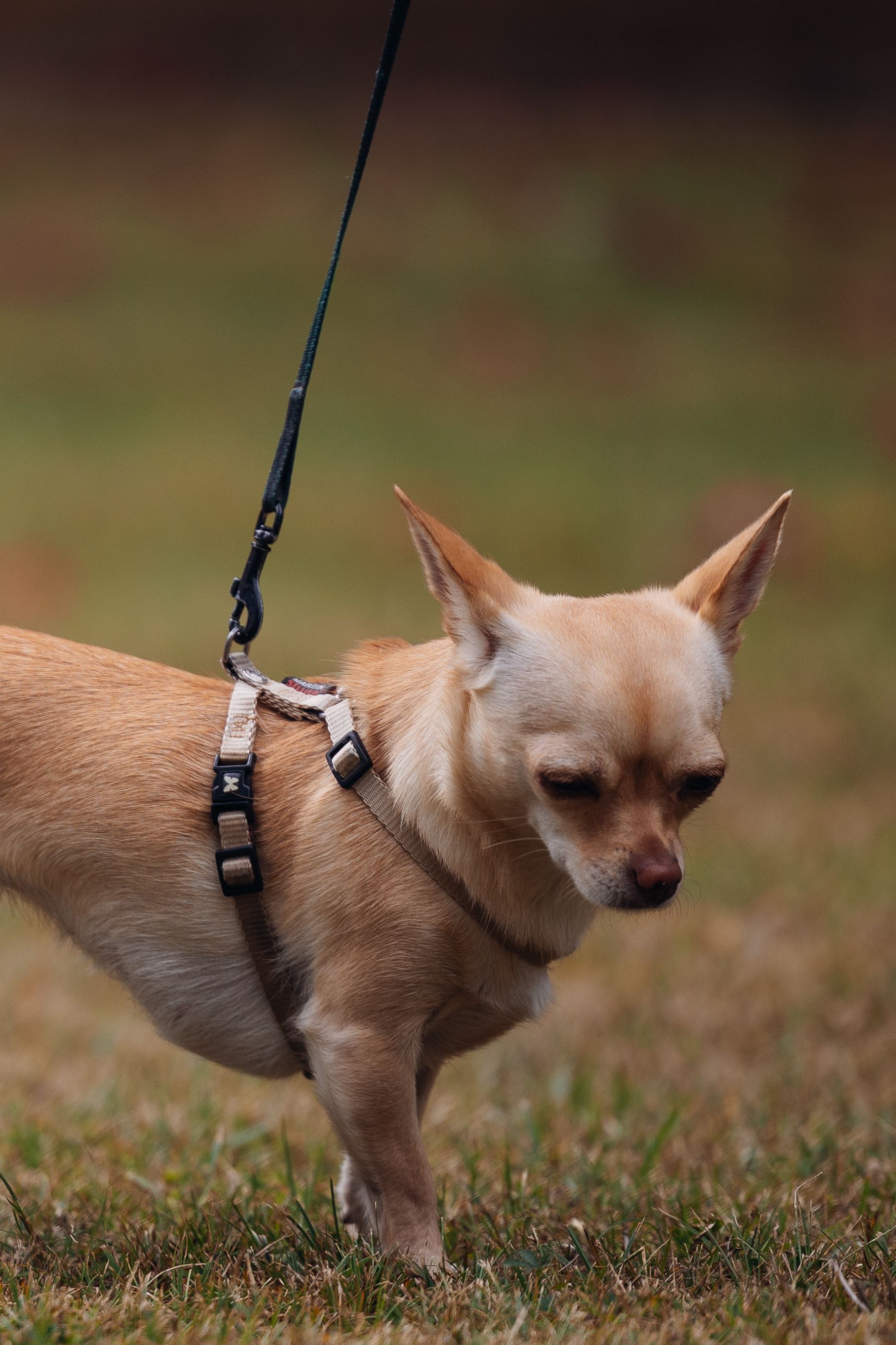 Small chihuahua walking on a leash outdoors wearing a harness