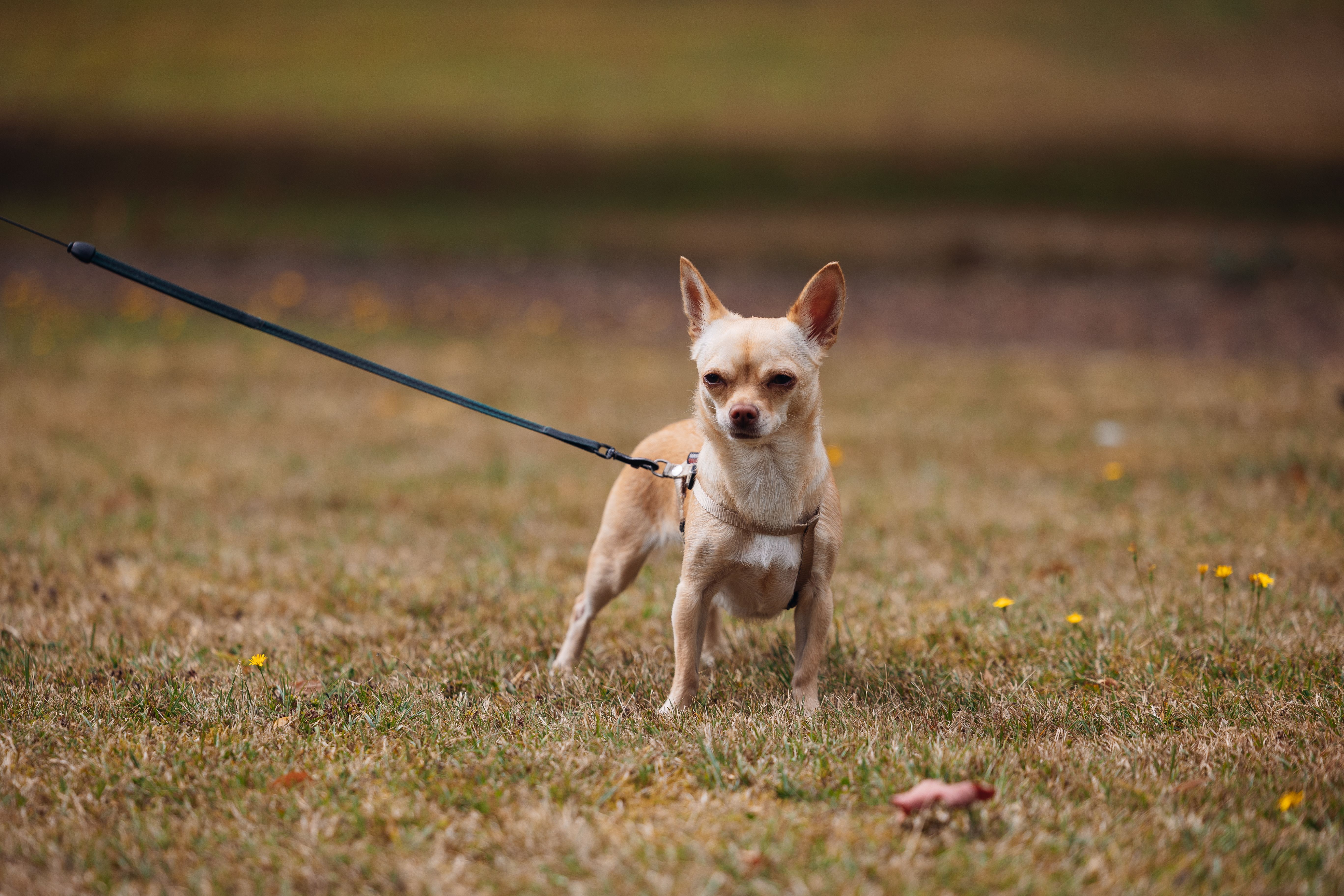 What Is The Secret To Flawless Leash Walking?