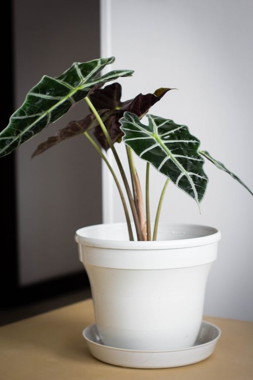 Free Elegant Alocasia plant in a white pot on a clean indoor table setting. Stock Photo