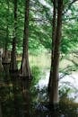 Tranquil Cypress Trees in Serene Swamp Waters