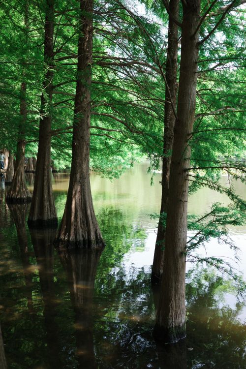 Free Tall cypress trees reflecting in calm waters of a serene swamp, showcasing lush greenery. Stock Photo
