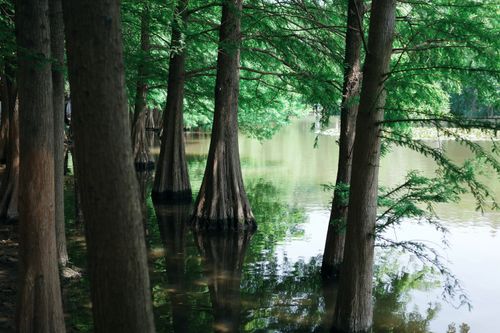 Free Serene view of cypress trees immersed in reflective, tranquil waters under vibrant green foliage. Stock Photo