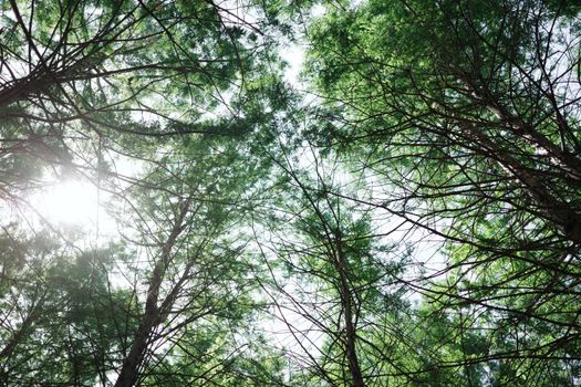 Sunlight filtering through a lush green tree canopy, creating a tranquil spring scene.