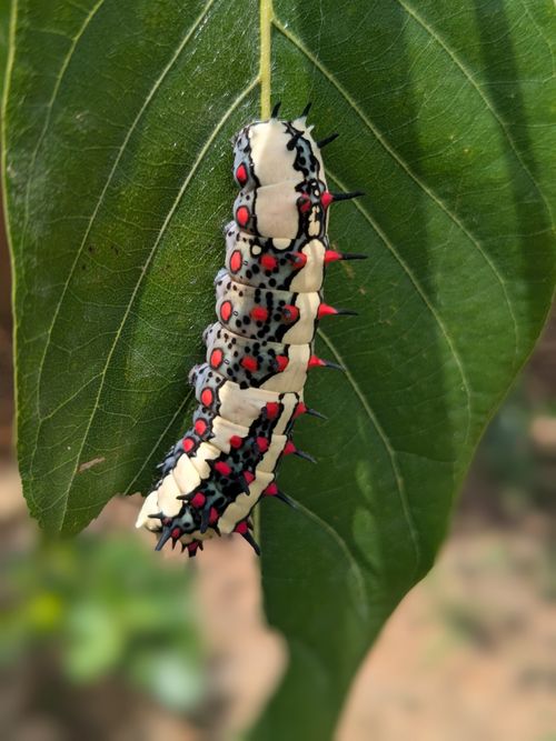 Free Striking red and black caterpillar on a large green leaf in Ambikapur, India. Stock Photo